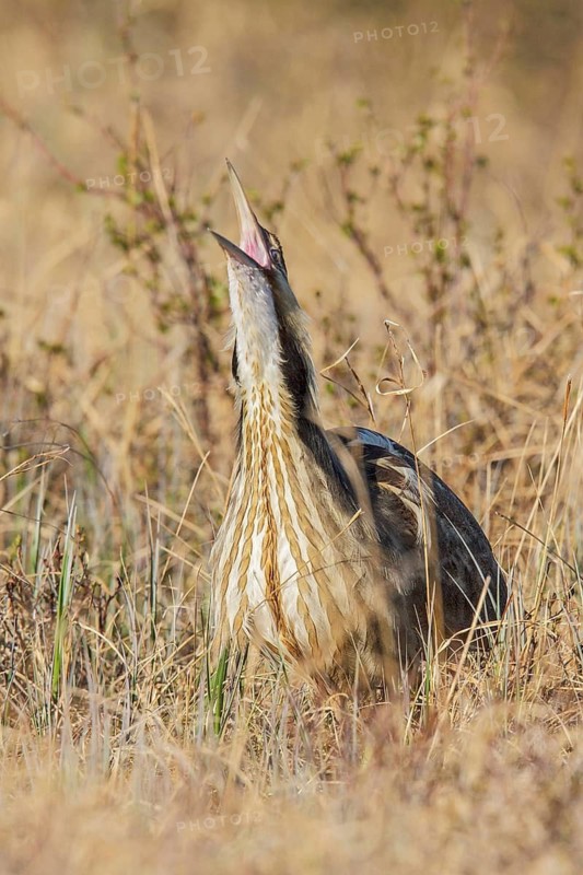 American bittern (Botaurus lentiginosus) on the tundra near Churchill, Manitoba, Canada