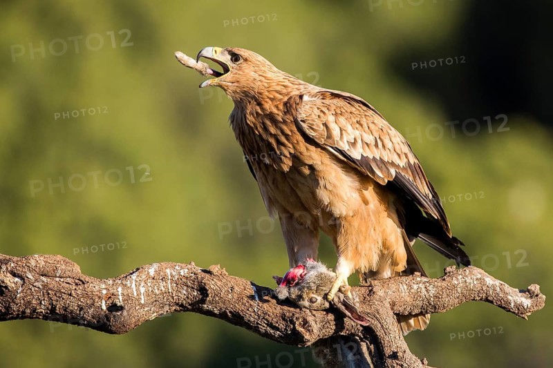 Spanish Imperial Eagle (Aquila adalberti) juvenile feeding perched on a branch, Andalusia, Spain
