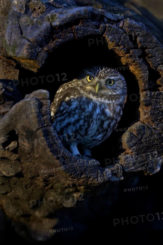 Little Owl (Athene noctua), looking out of a tree cavity in the evening light, Biosphere Reserve, Swabian Alb, Baden-Württemberg, Germany