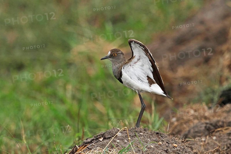 Black-winged Lapwing, Vanellus melanopterus, Uganda, Lake Victoria NP