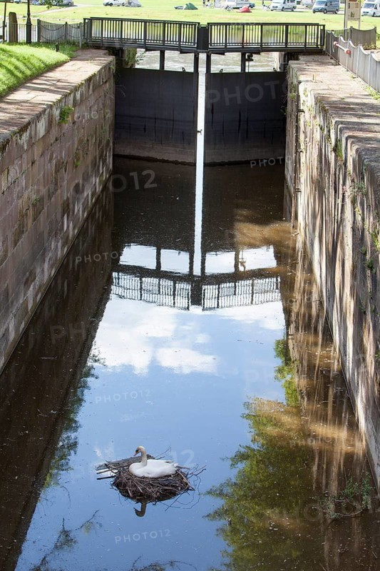 A swan is brooding at the floodgate, Bad Karlshafen, Upper Weser Valley, Weser Uplands, Weserbergland, Hesse, Germany