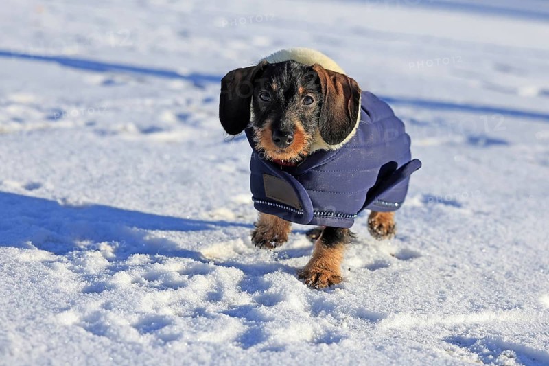 Wire-haired dachshund in winter coat, snow, young animal