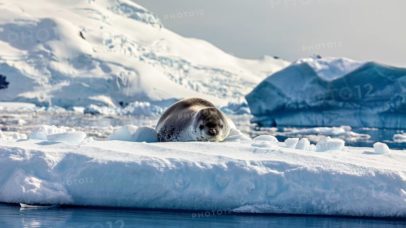 Seal stretching out on a large expanse of snow surrounded by icebergs, leopard seal (Hydrurga leptonyx) on an ice floe in the Antarctic