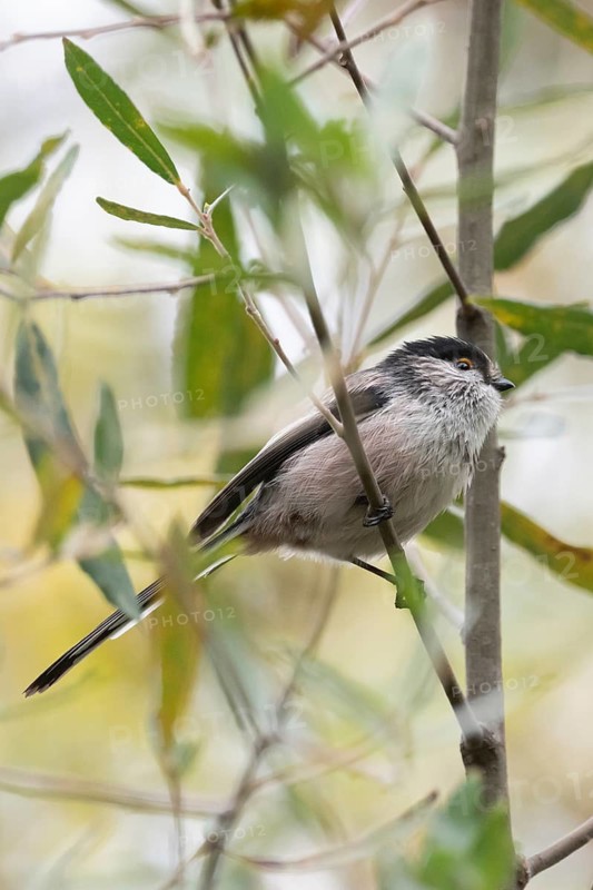 A Long-tailed tit, Aegithalos caudatus, perches gracefully amidst the lush green branches. Its delicate plumage and expressive eyes capture the essence of tranquility in nature