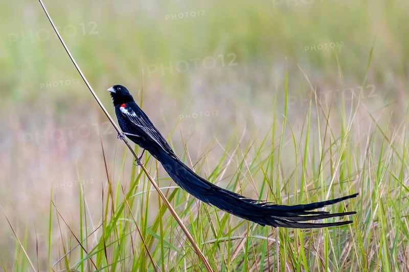 Long-tailed Widowbird (Euplectes progne) in breeding plumage, South Africa