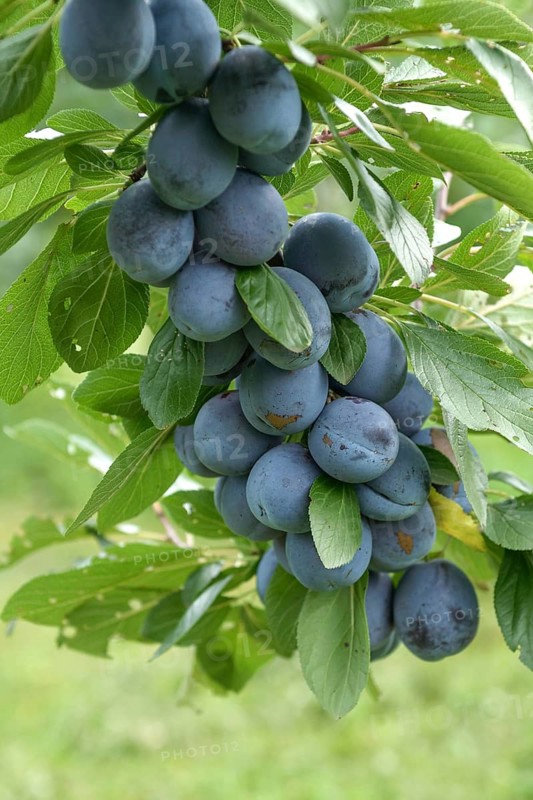 Plum (Prunus domestica 'Topend Plus'),  Germany