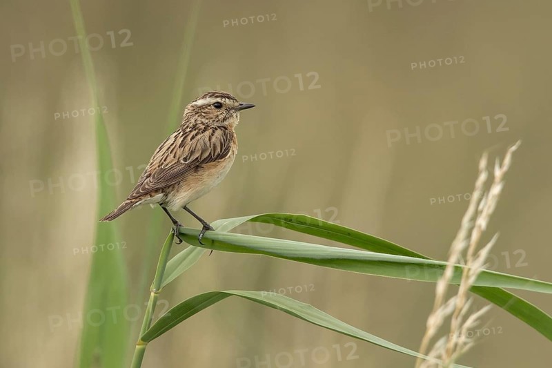 Whinchat (Saxicola rubetra) female perched on a reed stalk, Mecklenburg-Western Pomerania, Germany
