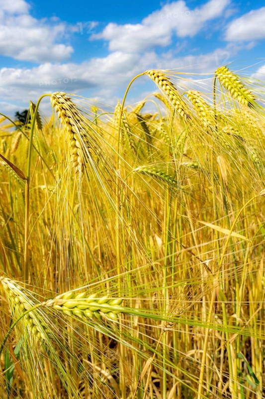 Grain field, in front of harvest, barley, near Bottrop-Kirchhellen, North Rhine-Westphalia, Germany