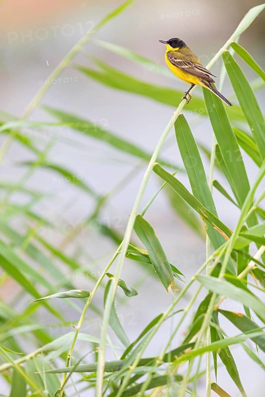 Yellow wagtail, (Motacilla flava feldegg), Motacilla feldegg, Animals, Birds, Middle East, Israel