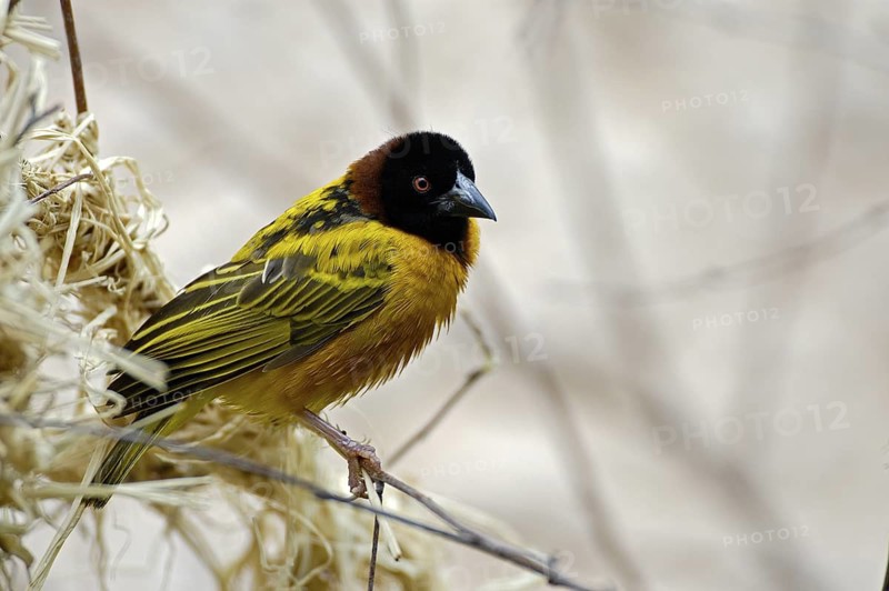 Textorweber / Dorfweber (Ploceus cucullatus), Village Weaver, Maennchen, Juli, Heimat: Afrika suedlich der Sahara, captive, Deutschland
