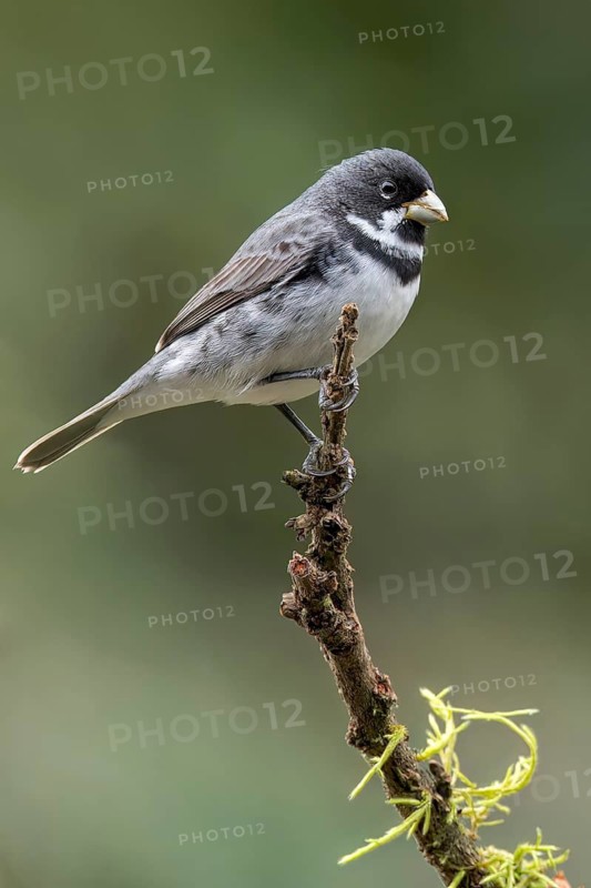 Double-collared Seedeater (Sporophila caerulescens) perched on a branch in the Atlantic Rainforest of Brazil