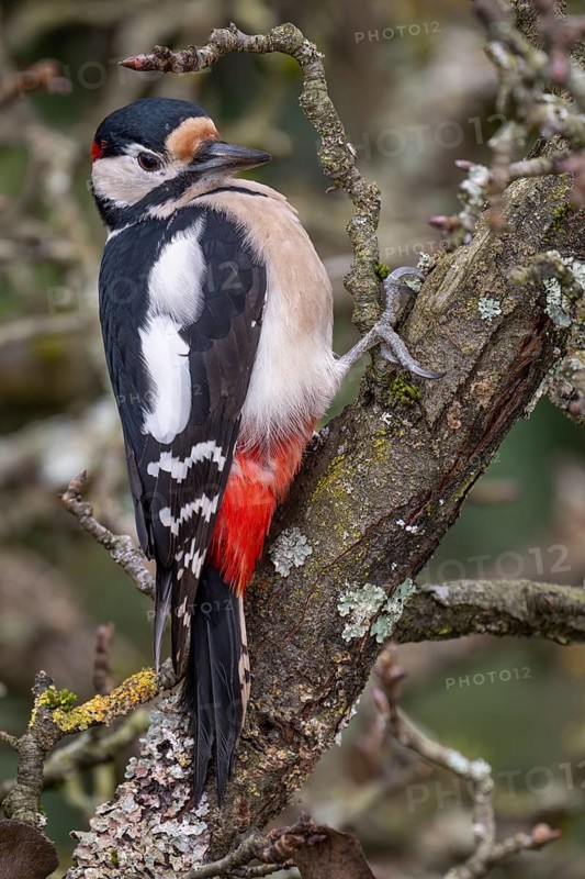 Attentive great spotted woodpecker (Dendrocopos major) on an old pear tree with moss-covered branches, Baden-Württemberg, Germany