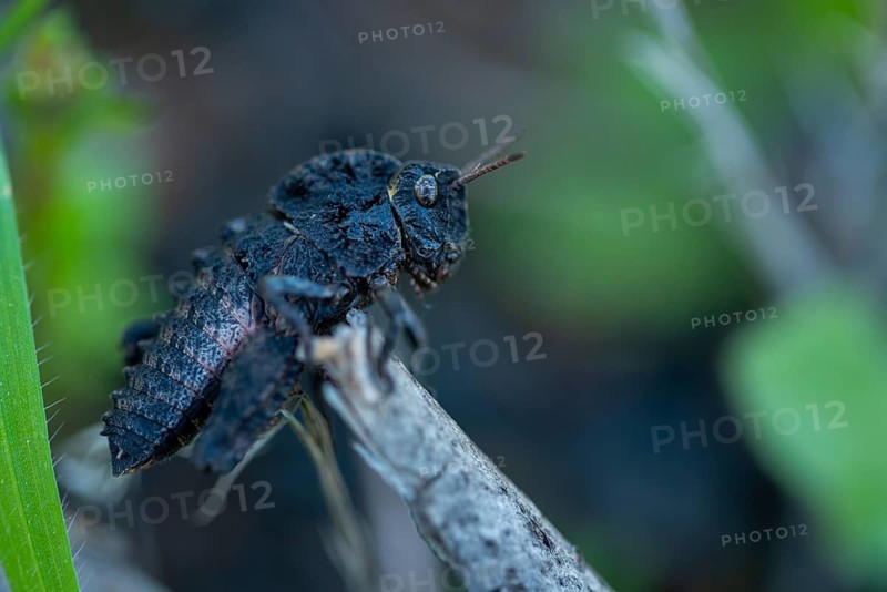 Macro image capturing the details of a dark Pamphagidae grasshopper perched on a twig, showcasing its textured body and vibrant eyes