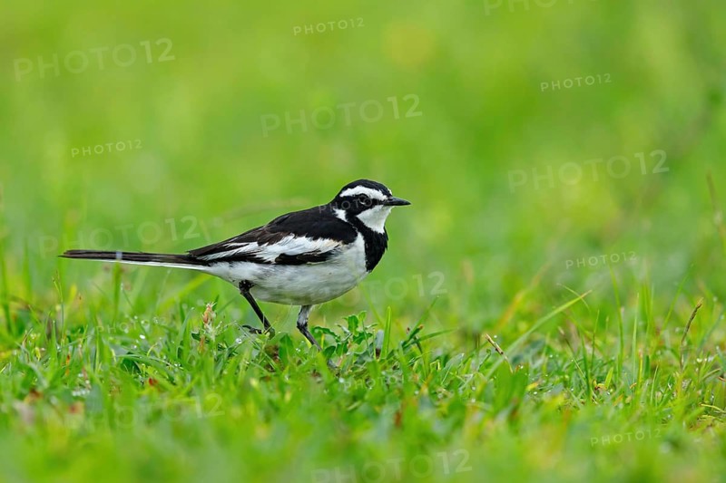 African Pied Wagtail, (Motacilla aguimp), Bergeronnette pie, Lavandera Africana, family of wagtails and pipits, iSimangaliso Wetland Park, St Lucia, KwaZulu-Natal, South Africa