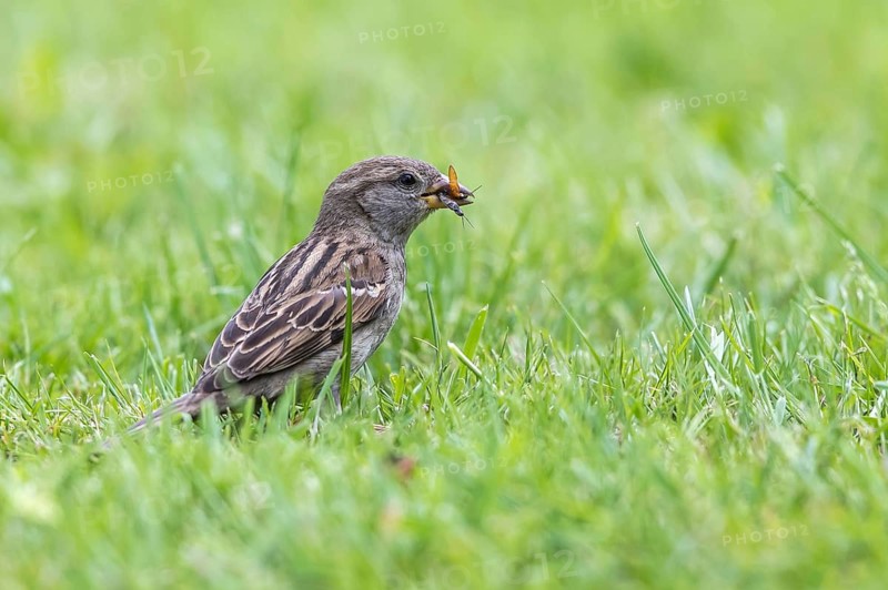 House Sparrow (Passer domesticus) female hunting bugs in field, Texel, Netherlands