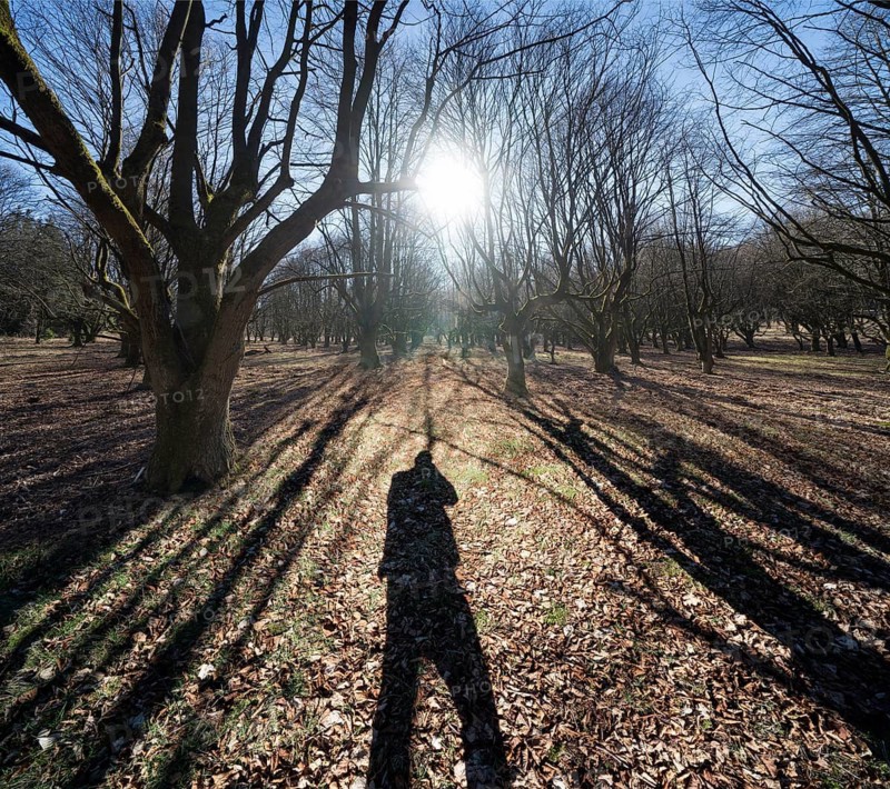 A natural burial grave site, Hofgeismar, Weser Uplands, Weserbergland, Hesse, Germany