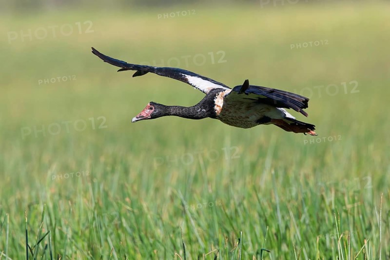 Magpie Goose (Anseranas semipalmata) flying, Queensland, Australia