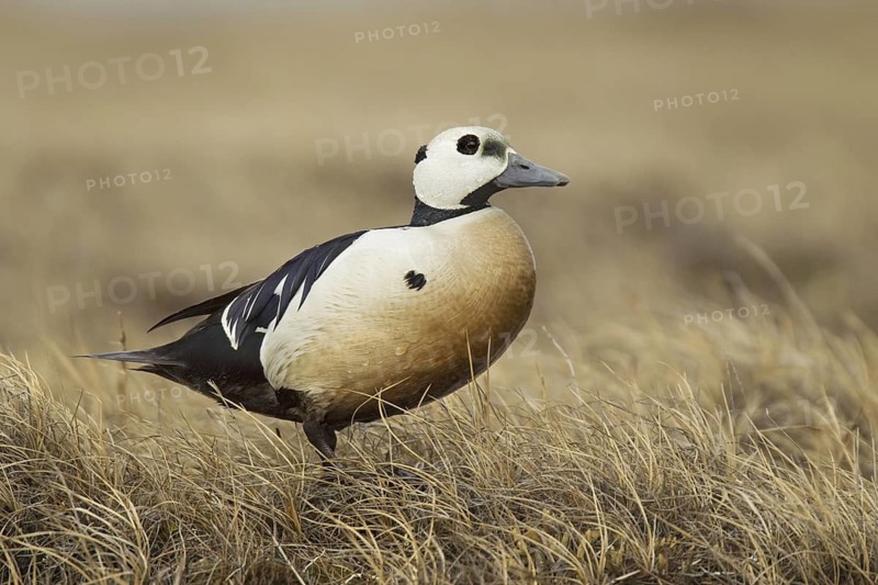 Steller's Eider (Polysticta stelleri) male, Alaska, USA