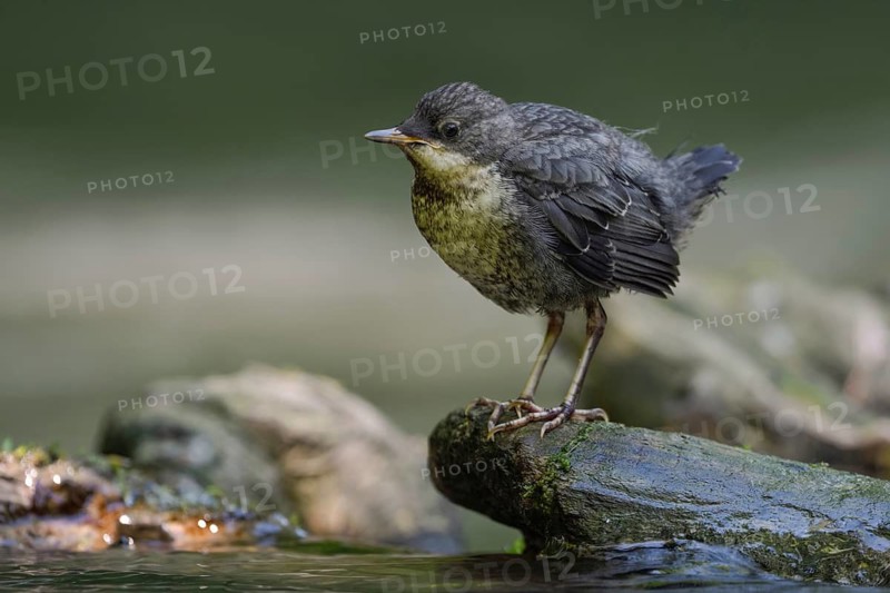 White-throated Dipper (Cinclus cinclus) juvenile foraging, North Rhine-Westphalia, Germany