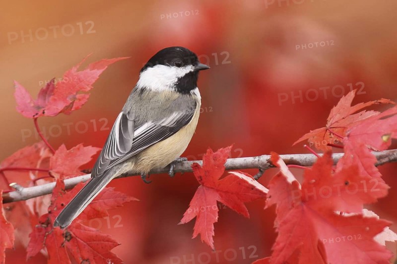 Black-capped Chickadee (Poecile atricapillus), Ohio, USA