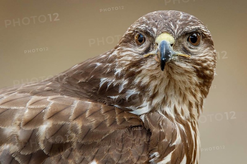 Common Buzzard (Buteo buteo), portrait, Castile and Leon, Spain