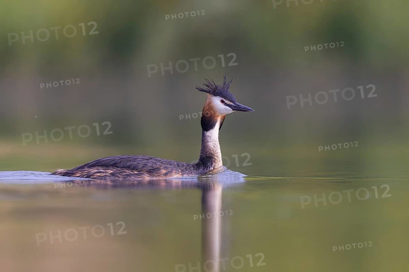 Great Crested Grebe (Podiceps cristatus), North Rhine-Westphalia, Germany