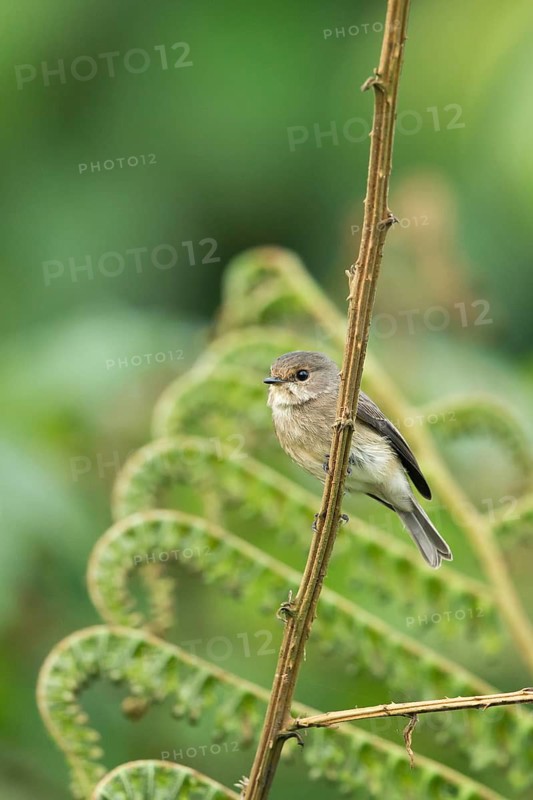 African Dusky Flycatcher (Muscicapa adusta minima) perched on a twig, Sheka, Ethiopia