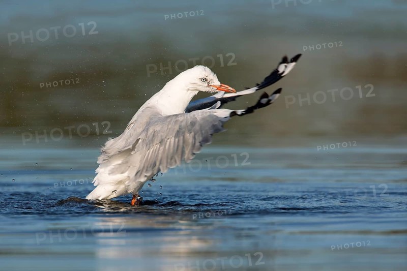 Silver Gull (Chroicocephalus novaehollandiae), Victoria, Australia