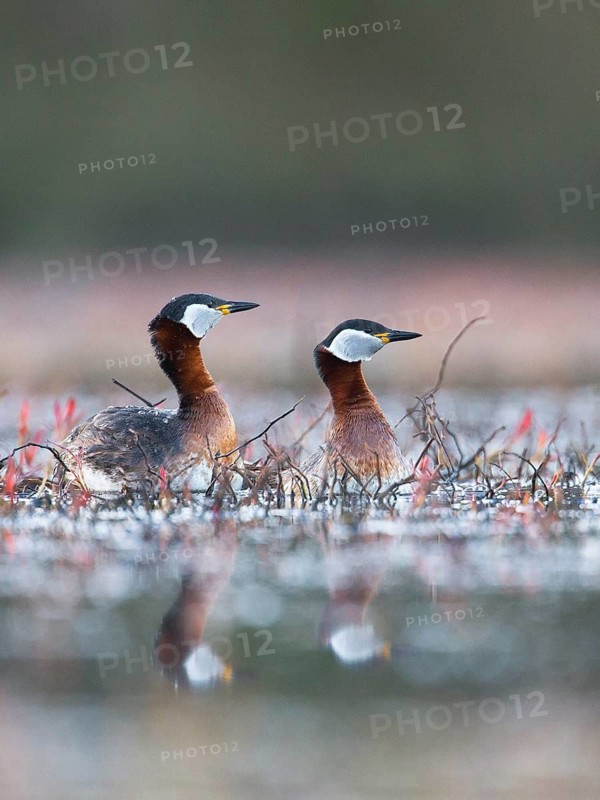 Red-necked Grebe (Podiceps grisegena) pair, Mecklenburg-Western Pomerania, Germany
