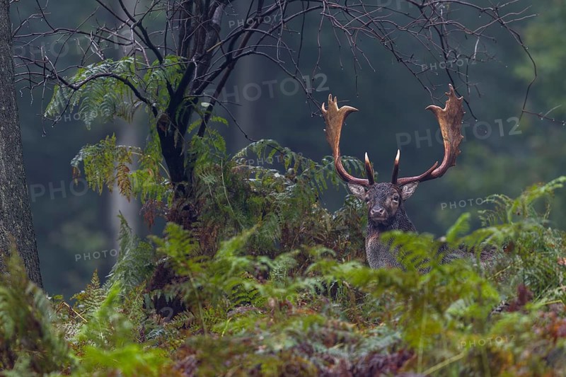 Suddenly a fallow deer (Dama dama) appears between the fern fronds, autumn, rut, fallow deer rut, October, Germany