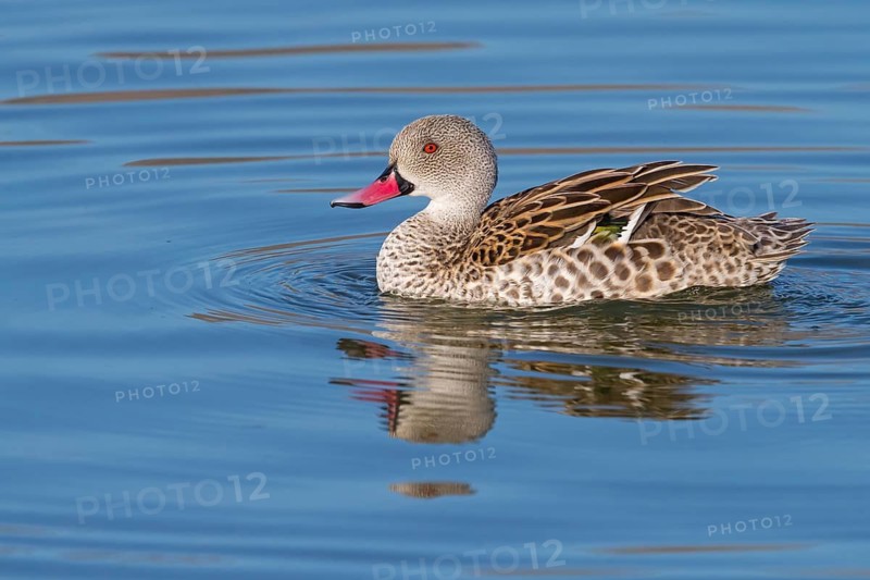 Cape teal (Anas capensis), Cape Teal, Canard du Cap, Cerceta de El Cabo, False Bay Nature Reserve / Strandfontein Sewage Works, Cape Town, Western Cape, South Africa