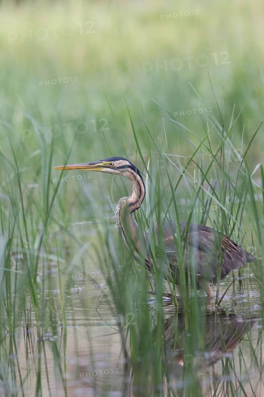 Purple Heron (Ardea purpurea) foraging, Serbia