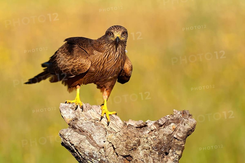 Black Kite (Milvus migrans) on a dead tree, Castilla-La Mancha, Spain