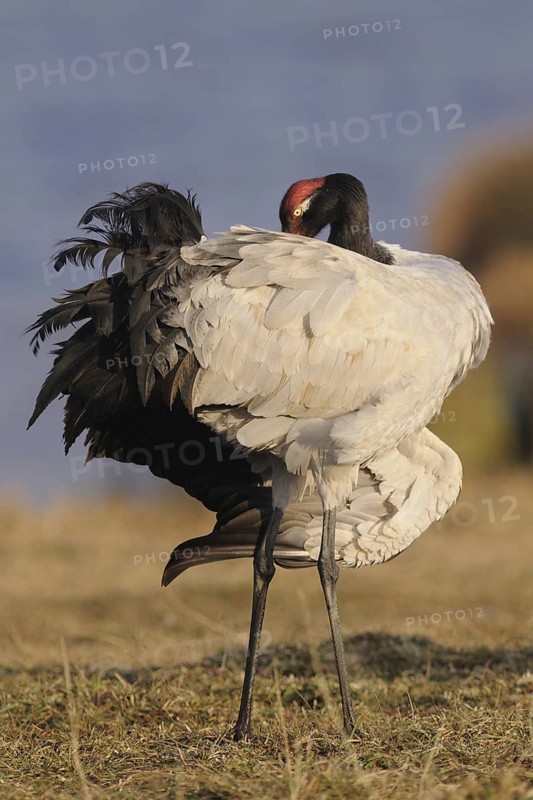 Black-necked Crane (Grus nigricollis), Dashanbo, China