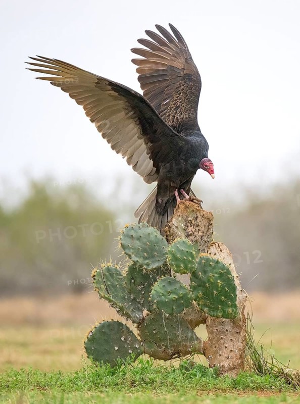 Turkey Vulture (Cathartes aura), Texas, USA
