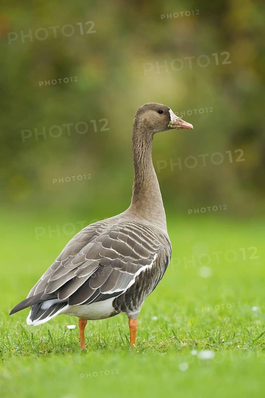 Greater White-fronted Goose (Anser albifrons), Schleswig-Holstein, Germany