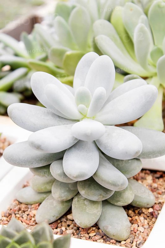 Beautiful succulent plant in greenhouse. Closeup, floral patterns, selective focus