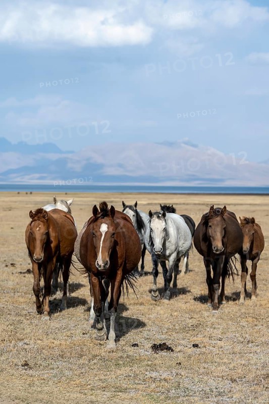 Horses in the highlands, Song Kul mountain lake, Naryn region, Kyrgyzstan