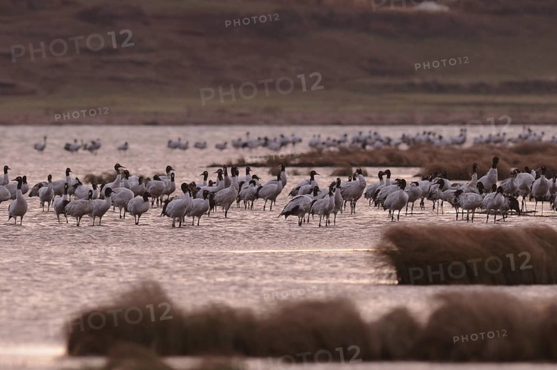 Black-necked Crane (Grus nigricollis), Dashanbo, China