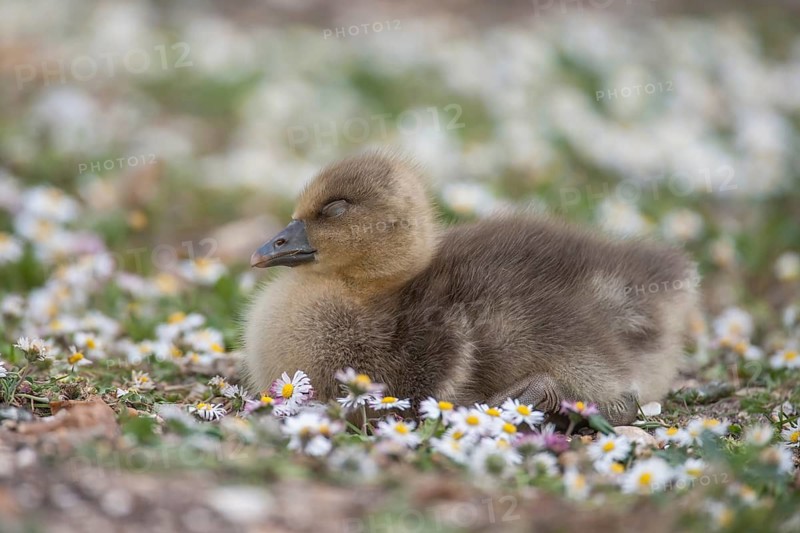 Greylag goose (Anser anser) juvenile baby gosling bird amongst Daisy spring flowers, England, United Kingdom