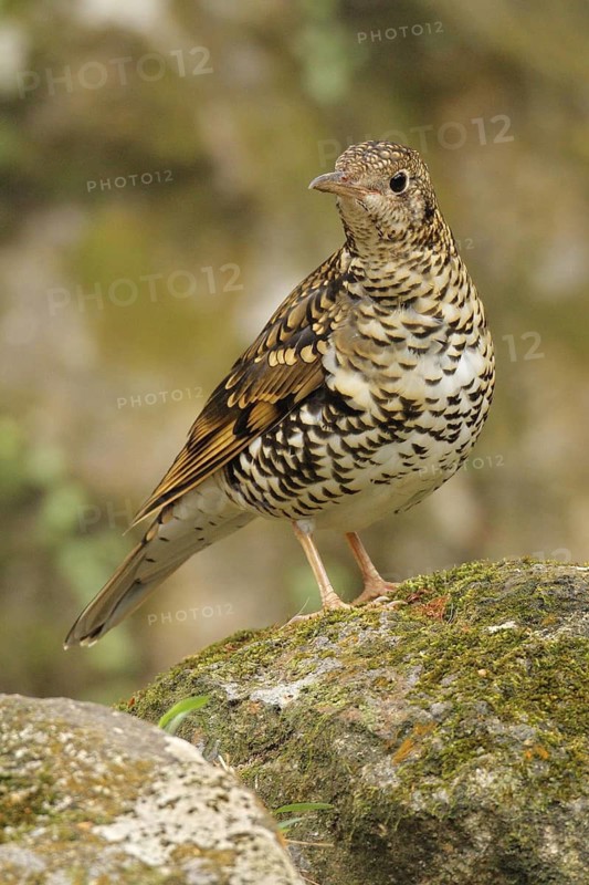 Scaly Thrush (Zoothera dauma), Western Australia, Australia