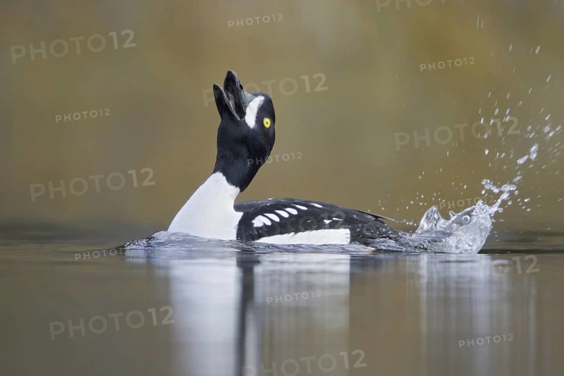 Barrow's Goldeneye (Bucephala islandica) male, British Columbia, Canada