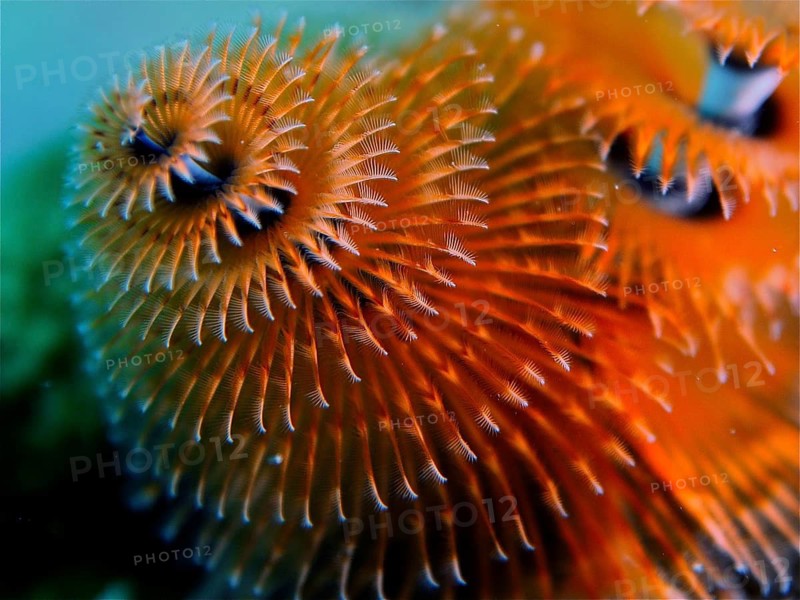 Christmas tree worm (Spirobranchus giganteus)