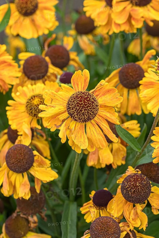 Sunflower (Helenium 'Goldfuchs'), RHS Garden Bridgewater, Great Britain