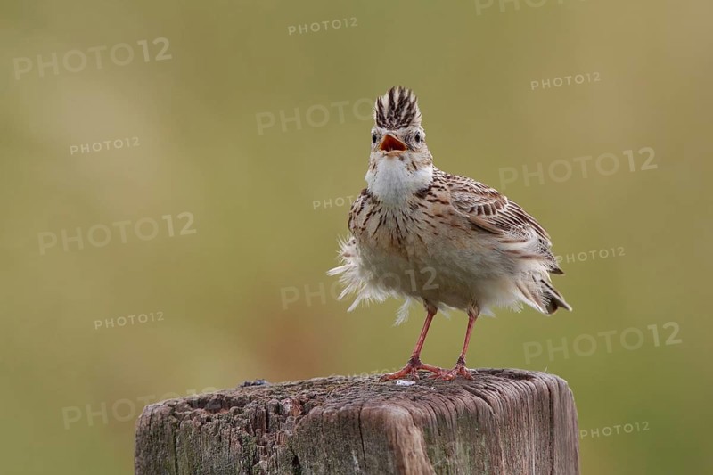 Eurasian Skylark (Alauda arvensis) singing from pale, North Rhine-Westphalia, Germany