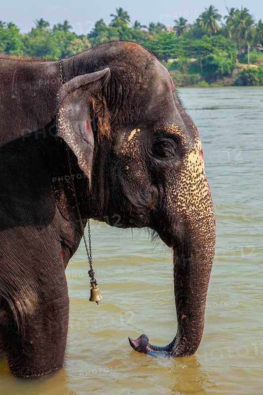 Elephant bathing in the morning in Tungabhadra river, Hampi, Karnataka, India