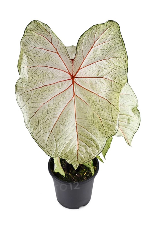 Tropical 'Caladium White Queen' houseplant with white leaves and pink veins on white background