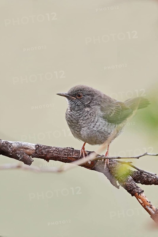 Miombo wren-warbler, Calamonastes undosus, Kenya, Masai Mara