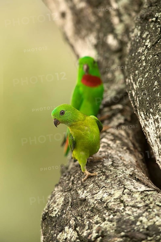Blue-crowned Hanging Parrot (Loriculus galgulus) pair, Singapore