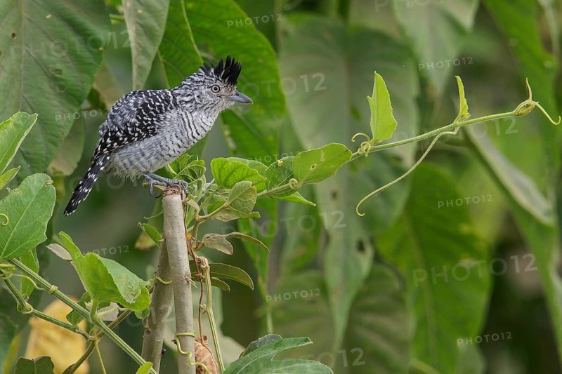 Barred Antshrike (Thamnophilus doliatus) perched on a branch in the Pantanal region of Brazil